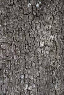 Textura �spera de la corteza de un �rbol